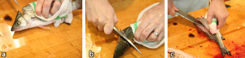 Fish 5 “Immediate Fillet”: a) cut spine and vessels at head; b) remove head and gut; c) immediately fillet then rinse fillet in ice water