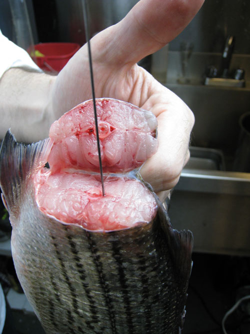 Using the fishes tail as a handle.  This fish is shown with the needle in the neural canal.